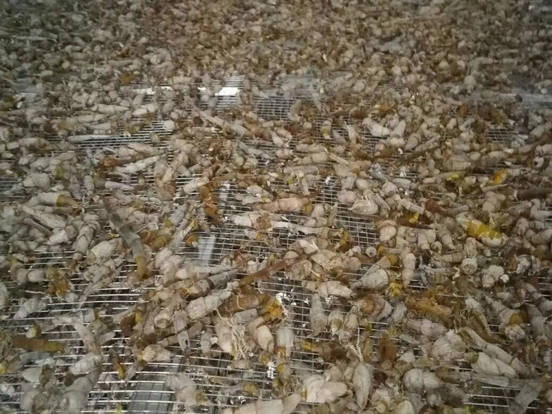 湖北野生石斛烘干机项目